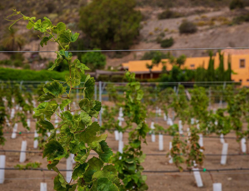 La Pequeña DO Gran Canaria, aumenta en 13 Hectareas la superficie de viñedo plantado en 2021