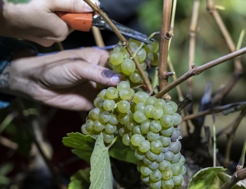 Casi 150.000 kilos de uva se llevan recogidos en la Pequeña DO Ribeira Sacra antes del inicio oficial de la vendimia
