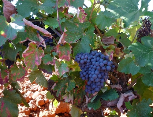 La Pequeña DO León alcanza los 3,1 millones de kilos de uva de excepcional calidad en una vendimia que rompió las previsiones
