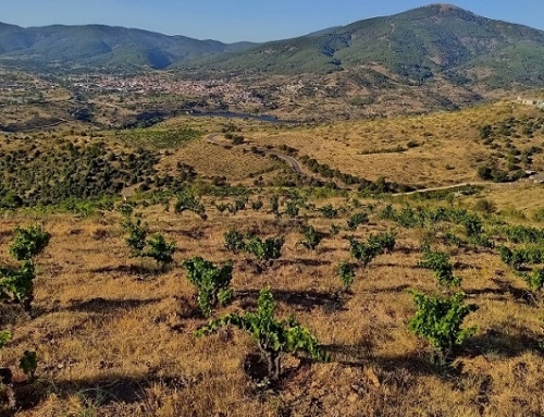 Adelanto histórico de vendimia de garnacha en la Pequeña DO Cebreros con entrada de uva el pasado 8 de agosto