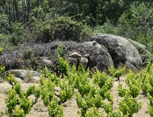 La Pequeña D.O. Cebreros supera la mágica cifra de las 500 hectáreas de viñedo inscritas