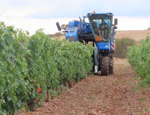 La Pequeña DO León concluye una accidentada vendimia con la recogida de más de tres millones de kilos de uva de calidad