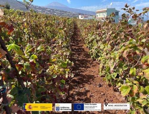 La Pequeña DO Tacoronte Acentejo trabaja en la mejora de la sostenibilidad del sector vitivinícola en diferentes líneas de investigación