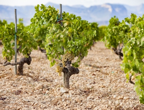 Comienza la vendimia en la Pequeña DO mallorquina Binissalem