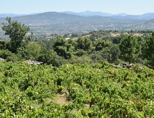 La Pequeña DO Cebreros admite los “Vinos de Paraje” y los “Vinos de Parcela” en la actualización de su pliego de condiciones