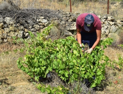 Una vez finalizada la vendimia del albillo real, la Pequeña D.O. Cebreros comienza la vendimia de la garnacha tinta