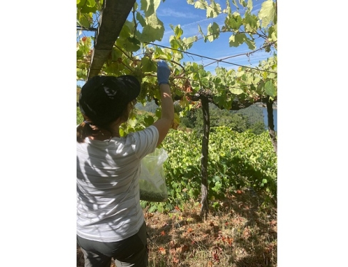 Comienza la vendimia en la Pequeña DO Ribeira Sacra, tras los primeros controles de maduración