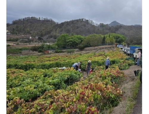 Comienza la vendimia en la Pequeña DO Tacoronte Acentejo