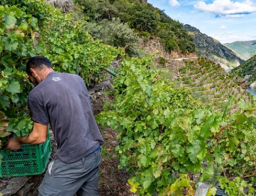 La Pequeña DO Ribeira Sacra ayuda a sus viticultores a solicitar las ayudas de conservación de su paisaje