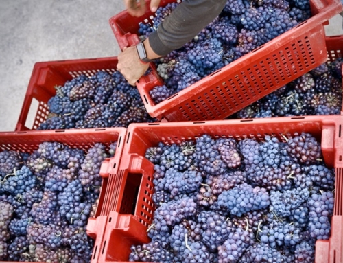 Datos de vendimia de la Pequeña D.O. Ribeira Sacra a 14 de septiembre