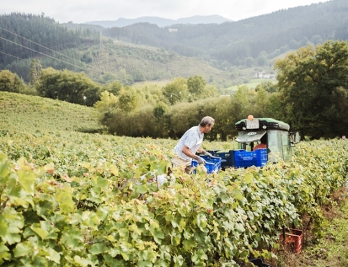 La Pequeña DO Txakolí de Bizkaia comienza la vendimia con la esperanza de mejoras en la producción respecto anteriores campañas