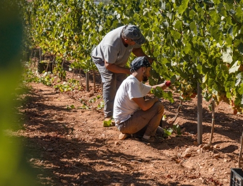 La Pequeña D.O. Monterrei obtiene su máximo histórico: 8.072.785,7 kilogramos de uva, de las que casi el 80% son variedades blancas