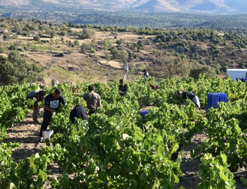 Termina la vendimia en la Pequeña D.O. Cebreros con una cosecha 2025 prometedora, con una primavera lluviosa, un verano cálido y una vendimia sin incidencias
