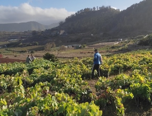 La vendimia de la Pequeña DO Tacoronte Acentejo, la de menor producción del siglo XXI, pero con una excelente calidad