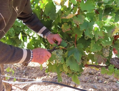 La Pequeña DO León denuncia que el nuevo plan del biodiésel en Valdevimbre atenta contra el corazón vitivinícola de la zona