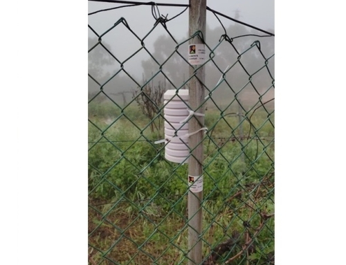 La Pequeña DO Tacoronte Acentejo, estudiará el frío efectivo en la zona, para conocer la realidad climática de su territorio vinícola, una iniciativa pionera en la comarca