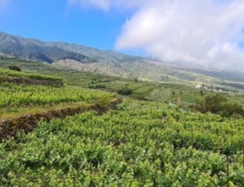 La Pequeña D.O. Tacoronte-Acentejo respalda la gestión del gobierno de Canarias en la “crisis de la filoxera”