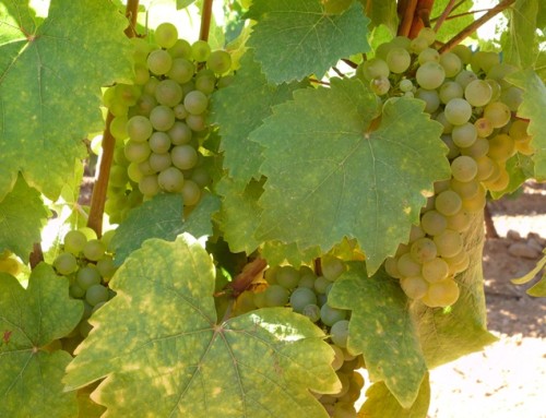 La entrada de la variedad albarín, marca el inicio de la vendimia en la Pequeña DO León con casi tres semanas de adelanto respecto a años anteriores