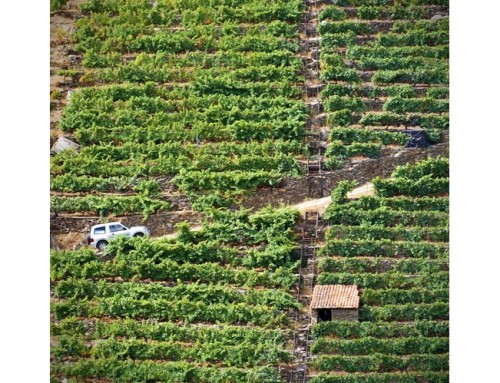 La Pequeña DO Ribeira Sacra continúa en Avila su ciclo de catas promocionales dirigidas a profesionales de la Sumillería